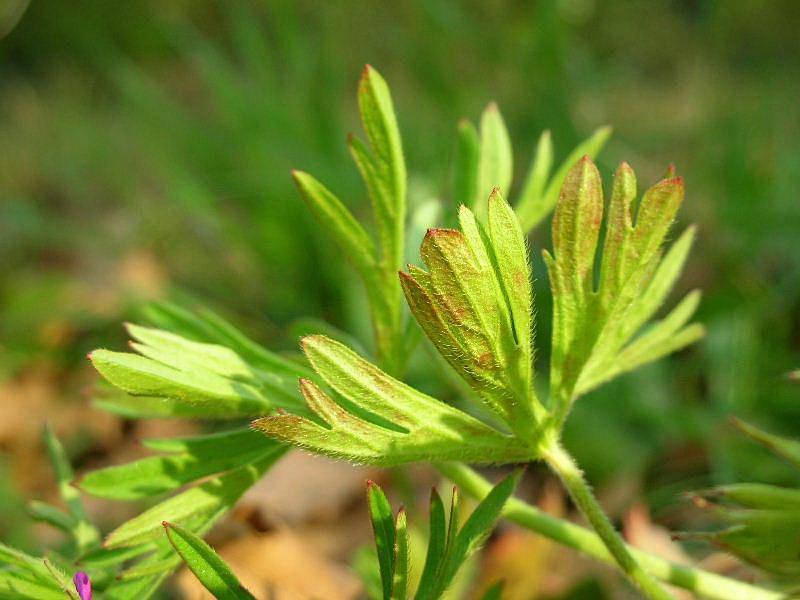 Geranium dissectum / Geranio sbrandellato